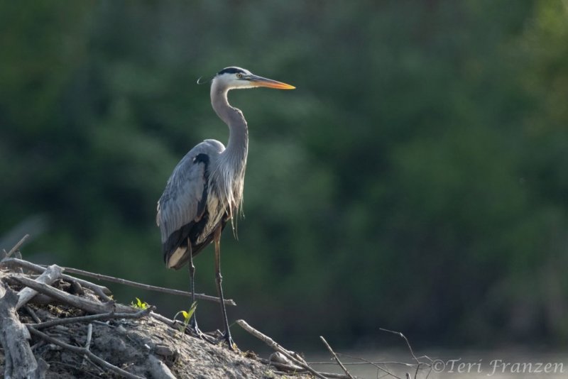 Great blue herons often hunted from the lodge
