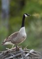 Canada goose one chilly morning at the pond