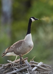 Canada goose one chilly morning at the pond