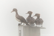 Hen hooded mergansers keeping watch on the wood duck box