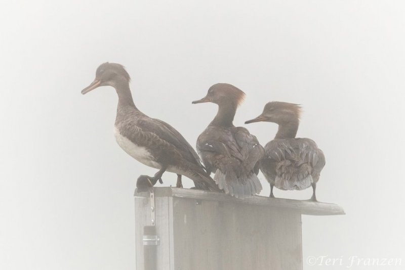 Hen hooded mergansers keeping watch on the wood duck box