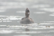 One hen hooded merganser that had taken a very strong interest in the box