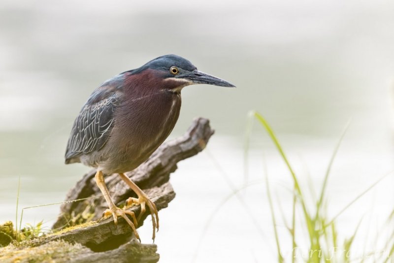 Green heron hunting on the log right outside the blind