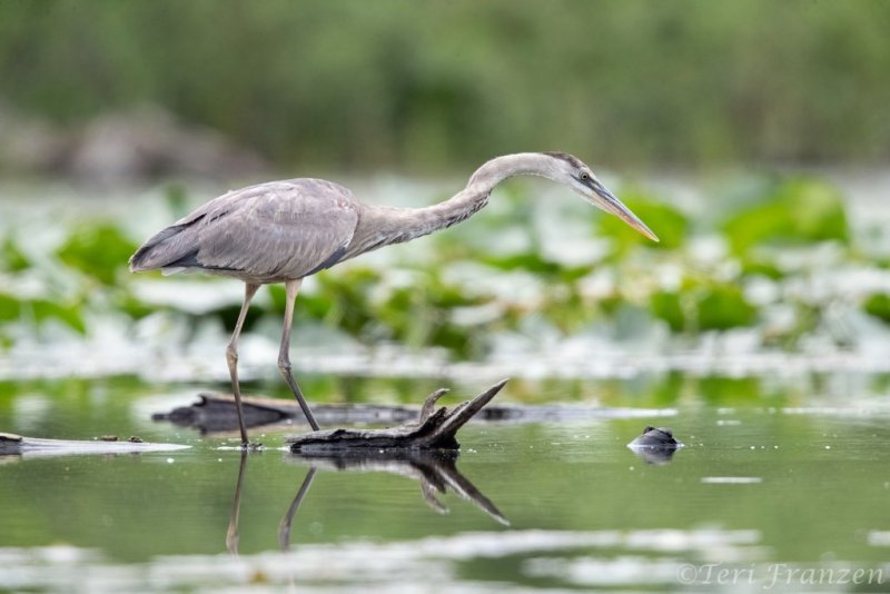 A new great blue heron appearing on the pond