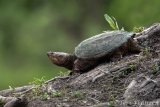 Snapping turtle on the beaver lodge