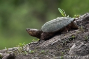 Snapping turtle on the beaver lodge