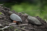 Two snapping turtles on the beaver lodge.  I once saw six at one time.