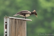 Hen hooded merganser, still waiting for those chicks