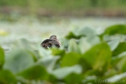 One morning I spotted this hen wood duck.  Her feathers were spread out which means one thing, she was brooding ducklings!