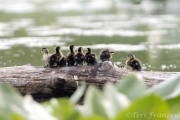 Wood ducklings