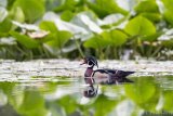 Drake wood duck one rainy morning