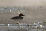 Hen hooded merganser one misty, sunny morning