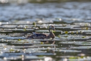 Hen wood duck calling to her brood