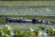 Hen wood duck joining the turtles after the box had emptied.