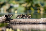 Wood ducklings