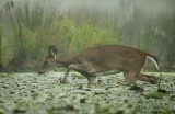 White-tailed Deer