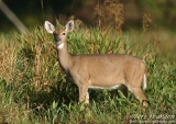 White-tailed Deer