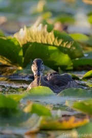 Late season young drake wood duck 2019