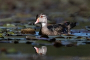 Young Drake Wood Duck