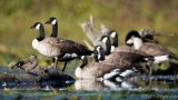 Wood Duck Hen and Geese