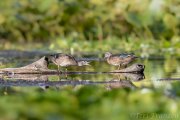 Wood duck siblings 2019