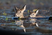 White-tailed Doe and Fawn