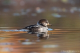 Hen Hooded Merganser