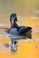 Drake Wood Duck in Autumn Hues