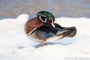 Wood Duck Preening on Ice