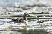 Hen wood duck and first out of the box 2019