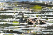 Hen wood duck and her small one-day-old brood 2019