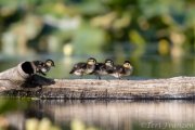 Wood ducklings 2019