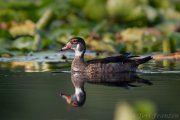 Late summer drake wood duck 2019