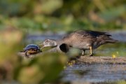 Get off my log!  Young drake wood duck and painted turtle.  2019