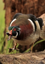 Wood Duck Drake