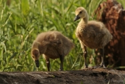 Goslings