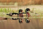 Wood Ducks