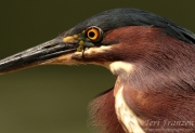 Green Heron