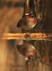 Wood Duck Drake