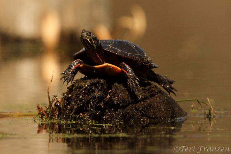 Painted Turtle (PT_CH0A2347)