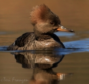 Hen Hooded Merganser in Springtime