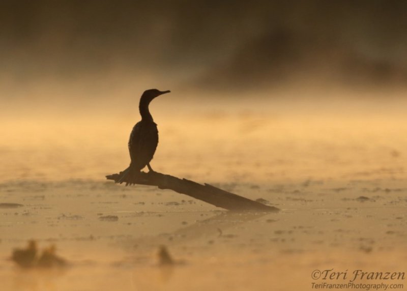 Cormorant in the Mist