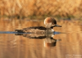 Hen Hooded Merganser