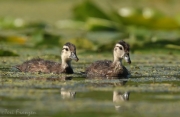 Wood Ducklings