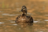 Mallard Hen