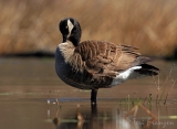 Canada Goose