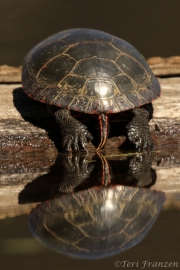 Painted Turtle (PT_CH0A7742)