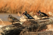 Wood Ducks