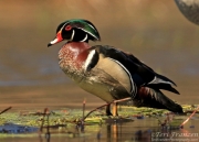 Wood Duck Drake