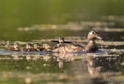 Wood Ducks